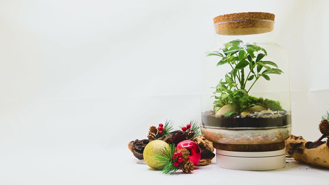 Glass Life Terrarium - Natale 2021