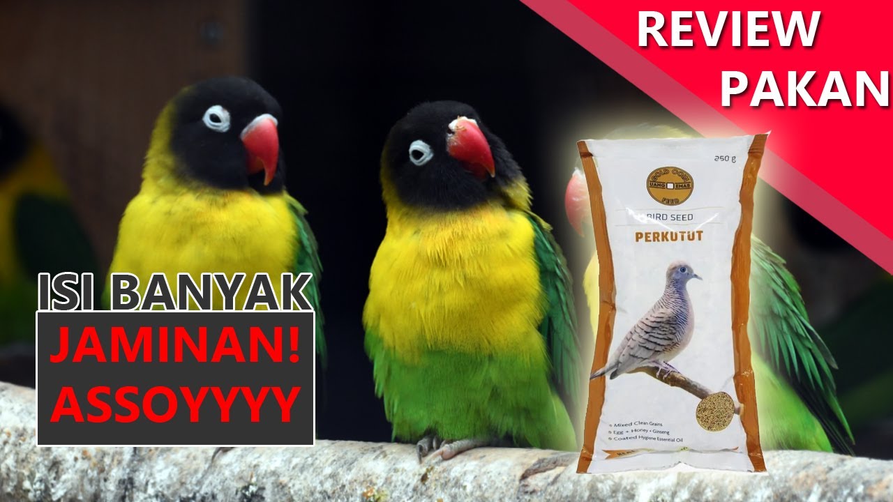 Review pakan Gold Coin Perkutut (untuk pakan lovebird)