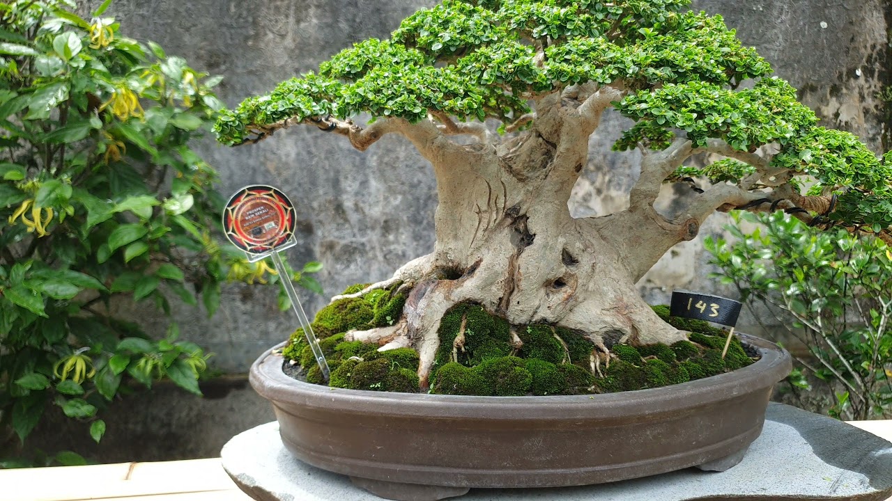 Kontes dan Pameran Bonsai Bangli Kelas Prospek Dan Bonsai Jadi PPBI Cabang Bangli 2021