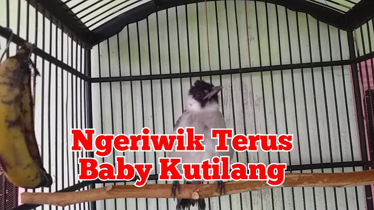 Pancingan Baby Kutilang Ngeriwik Terus