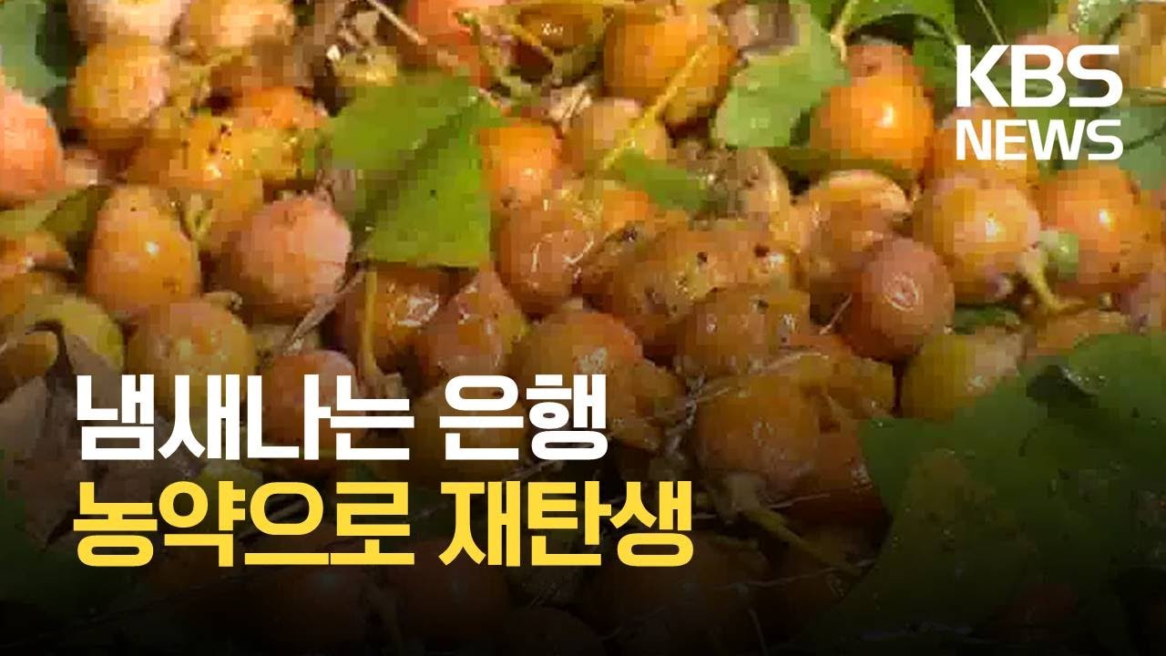 여기는 충주 가을철 골칫거리 ‘은행’, 천연 농약으로 재탄생 / KBS 2021.10.05.