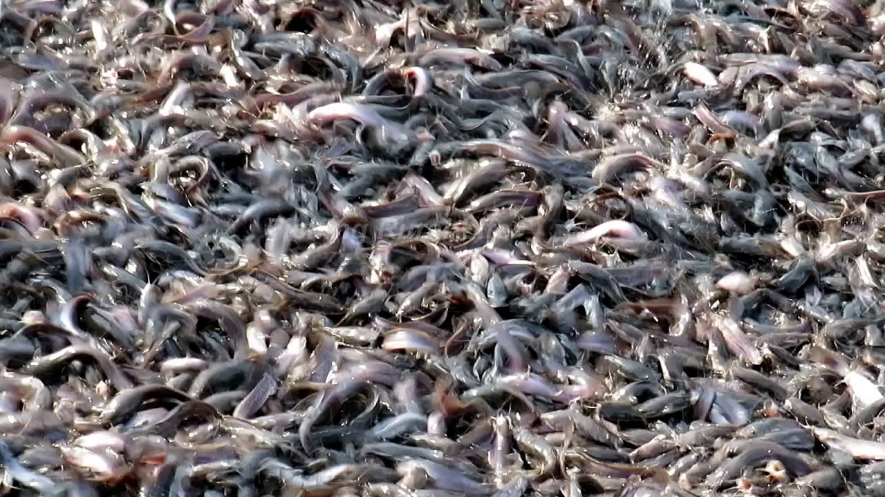Unbelievable Hybrid Magur Fish Eating Food Harvesting A lot of Catfish