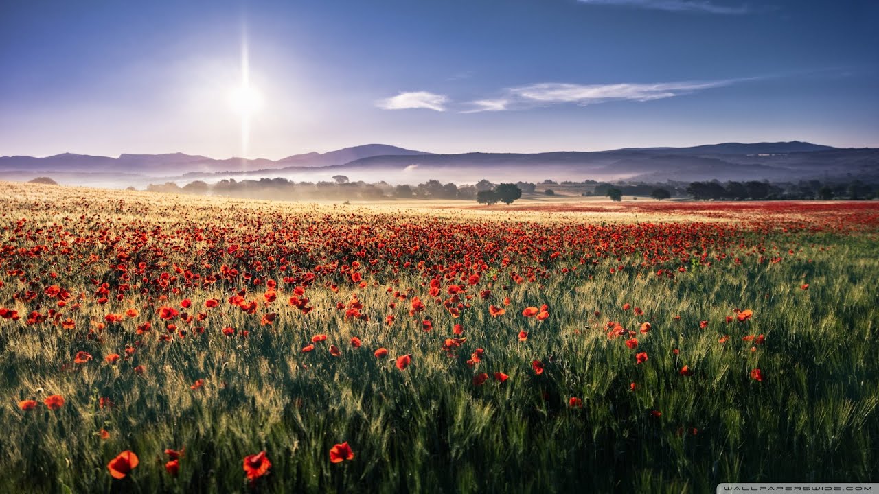 The Shadows - Theme From 