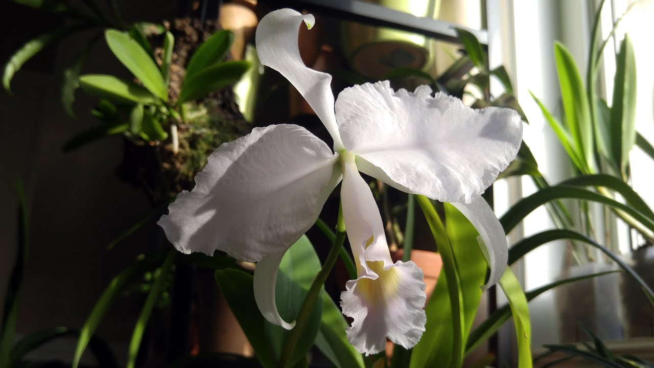 Cattleya trianaei v. coerulea - first blooming for me