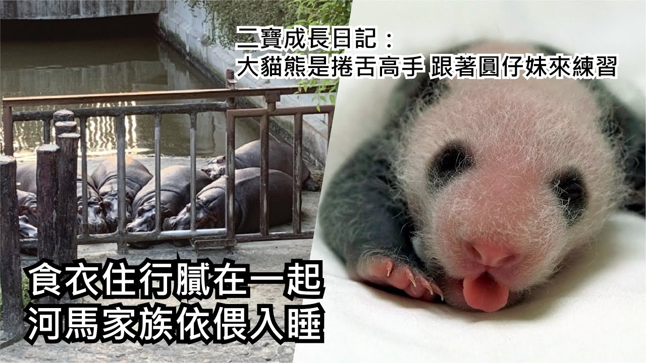 食衣住行膩在一起~河馬家族依偎入睡/二寶成長日記 (Day38) Giant Panda Second Cub's Journal