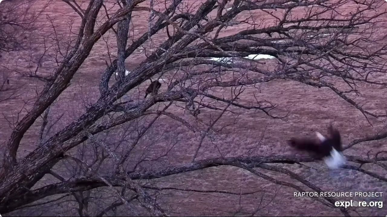 Mr  North and DNF's first meeting, after Mr  North's return Explore 12.02.2026 Live Nature Cams