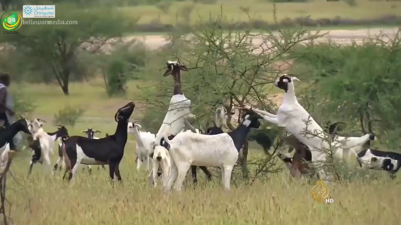 تقرير زينب بنت اربيه عن حياة البادية في موريتانيا لبرنامج مراسلو الجزيرة