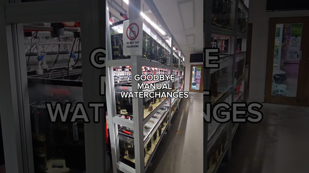 EPIC waterchange system for aquariums #aquariumhobby #fishkeepinghobby #waterchange