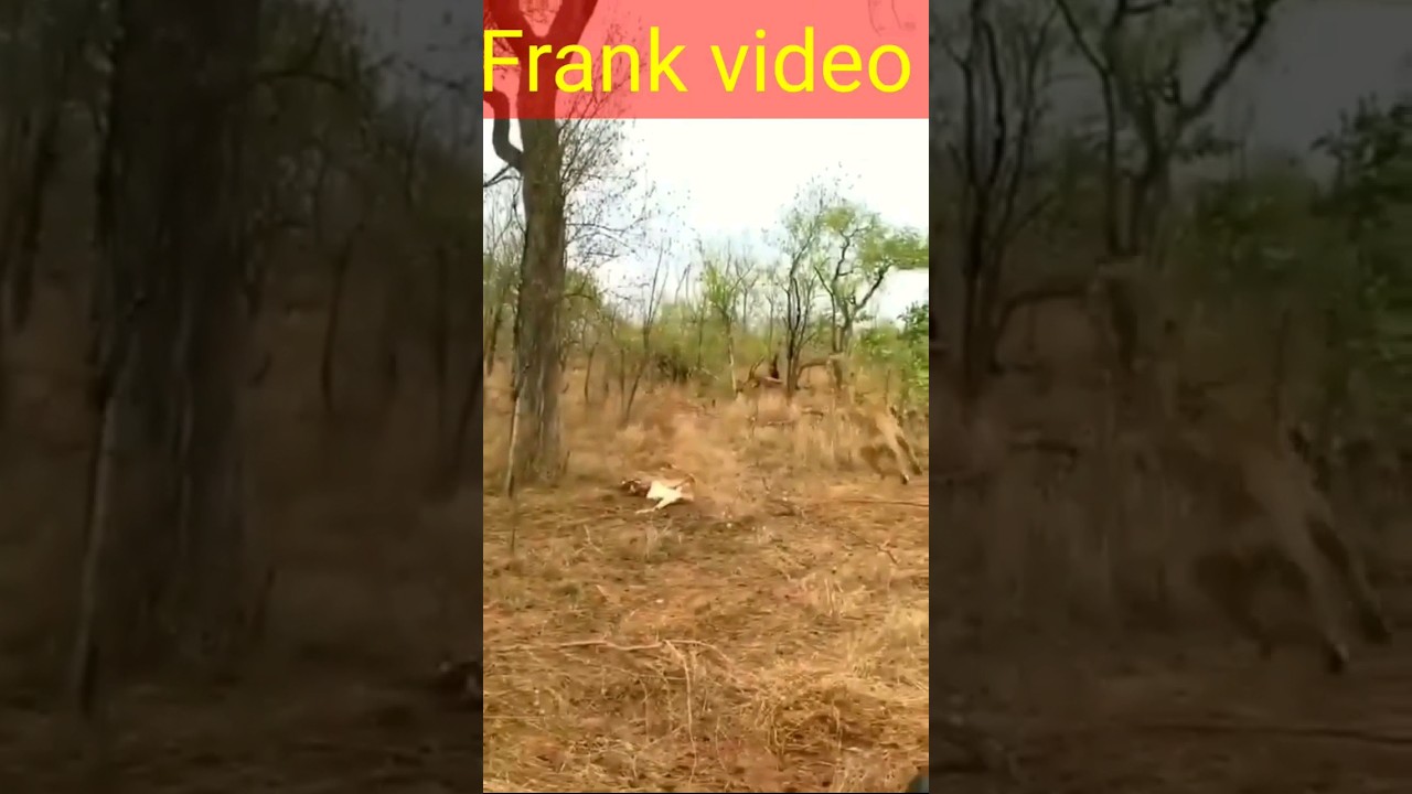 Frank video #frank