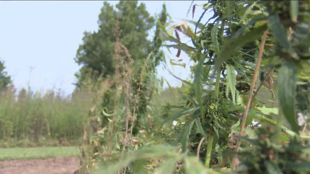 Hemp and its growth in Missouri