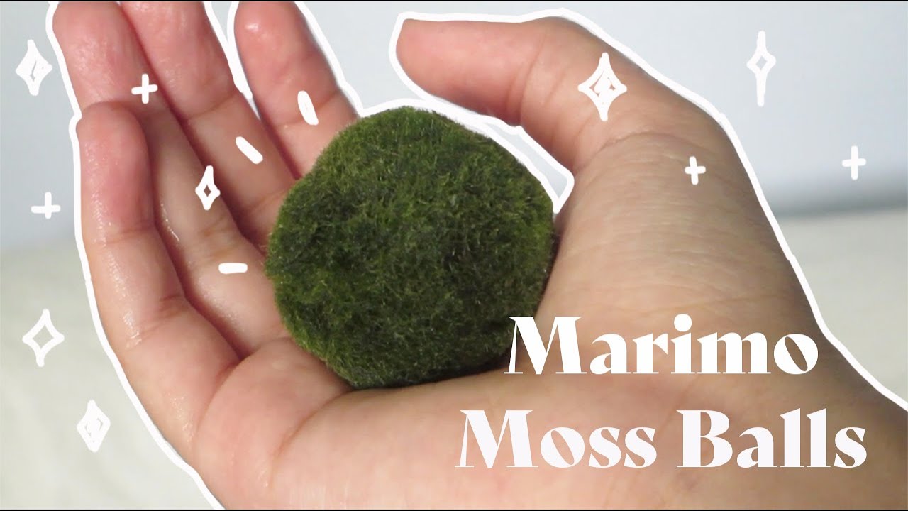 taking care of marimo moss balls