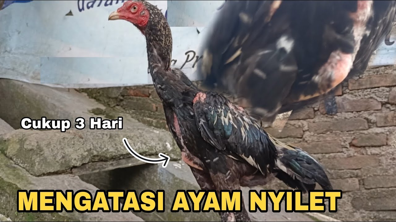 MENGATASI AYAM KURUS NYILET