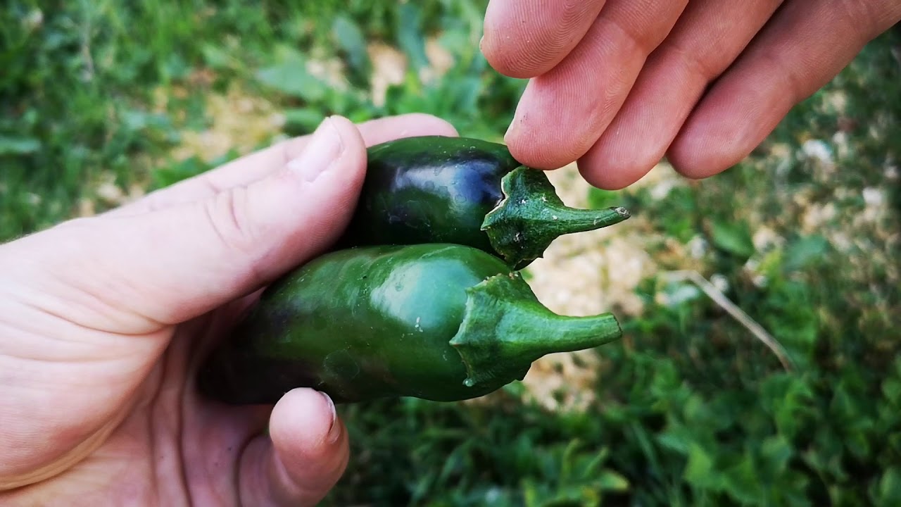 Jalapeño stają się czarne, a nie czerwone. Co to oznacza??
