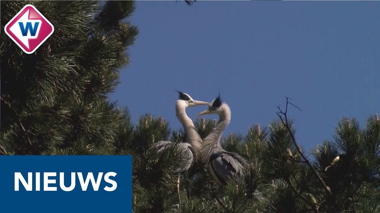 Reigers poepen begraafplaats Naaldwijk onder