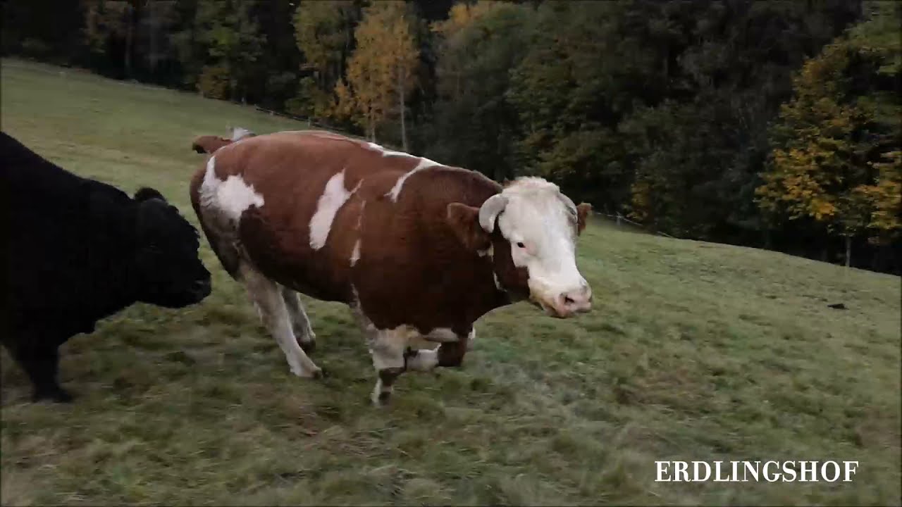 Erdlingshof: Mit Vollgas über die Weide - Ben und Simon sind nicht zu bremsen 🐮