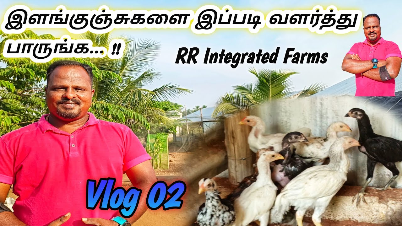 பண்ணையை அடுத்த கட்டத்திற்கு கொண்டுபோக உதவும் இளங்குஞ்சுகள் வளர்ப்பு | RR Integrated Farms | #Vlog 2