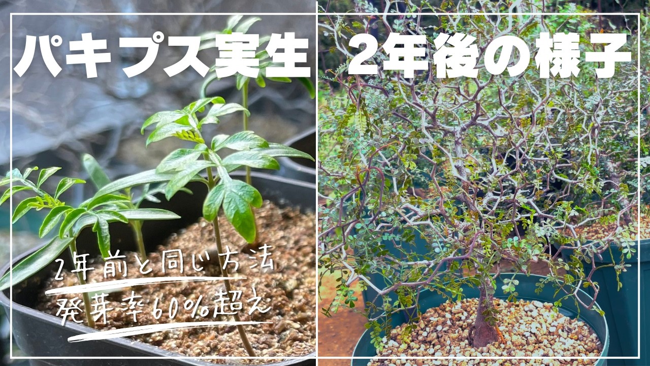 【パキプス実生】発芽率60％強！2年前と同じ方法で種まき｜播種後2年の株も紹介！