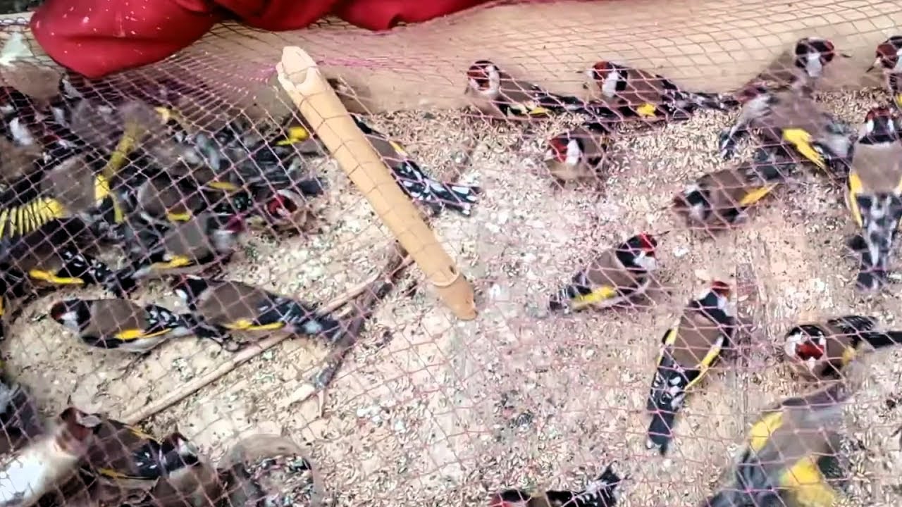 الحسون مهدد بالانقراض بسبب الإتجار