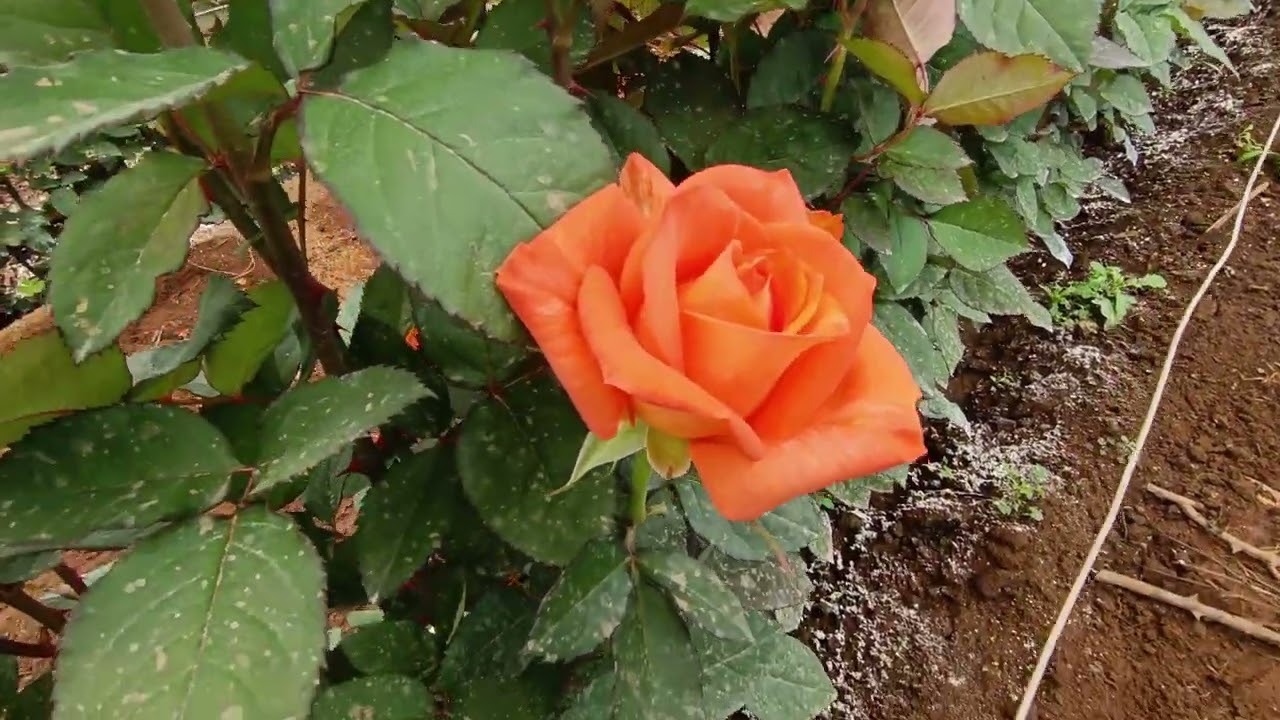 Trazak + Radiikal + BioSoil en Rosas para exportación, activación de raíces y protección de follaje.