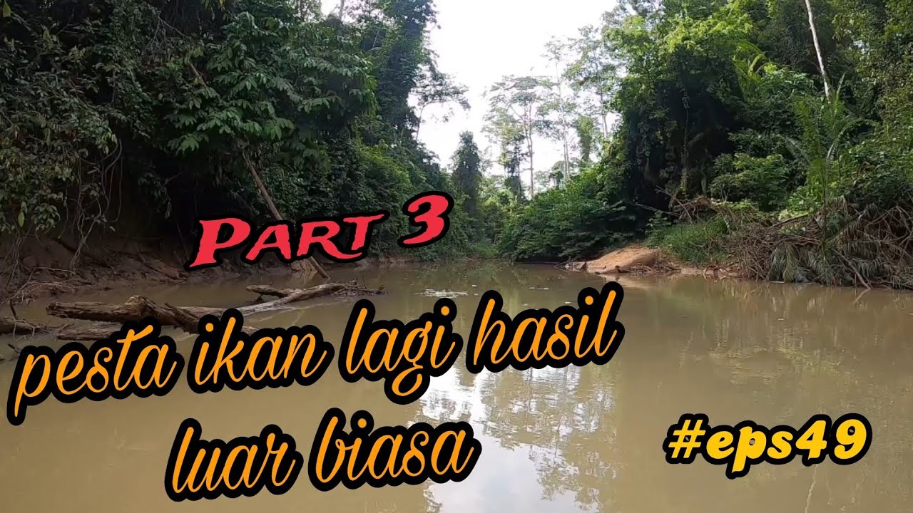 tahan jaring ikan sungai.hasil luar biasa padu (part 3) #eps49
