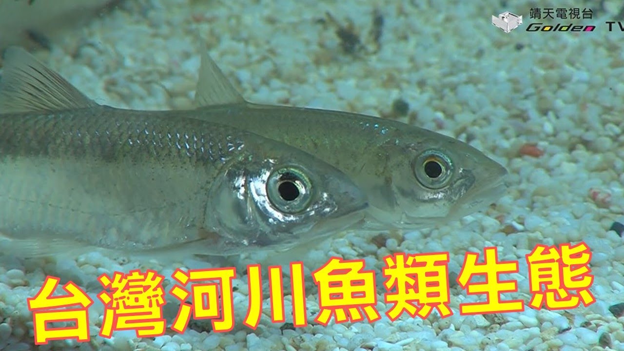 台灣河川魚類生態-台灣生態記事系列11