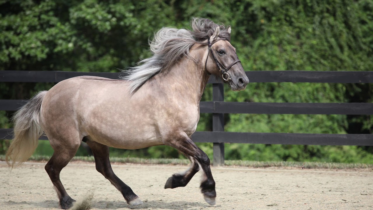 IN UTERO FOAL AVAILABLE! LITTLE FENWICK TEENIE X MACCRIMMON ANDREW