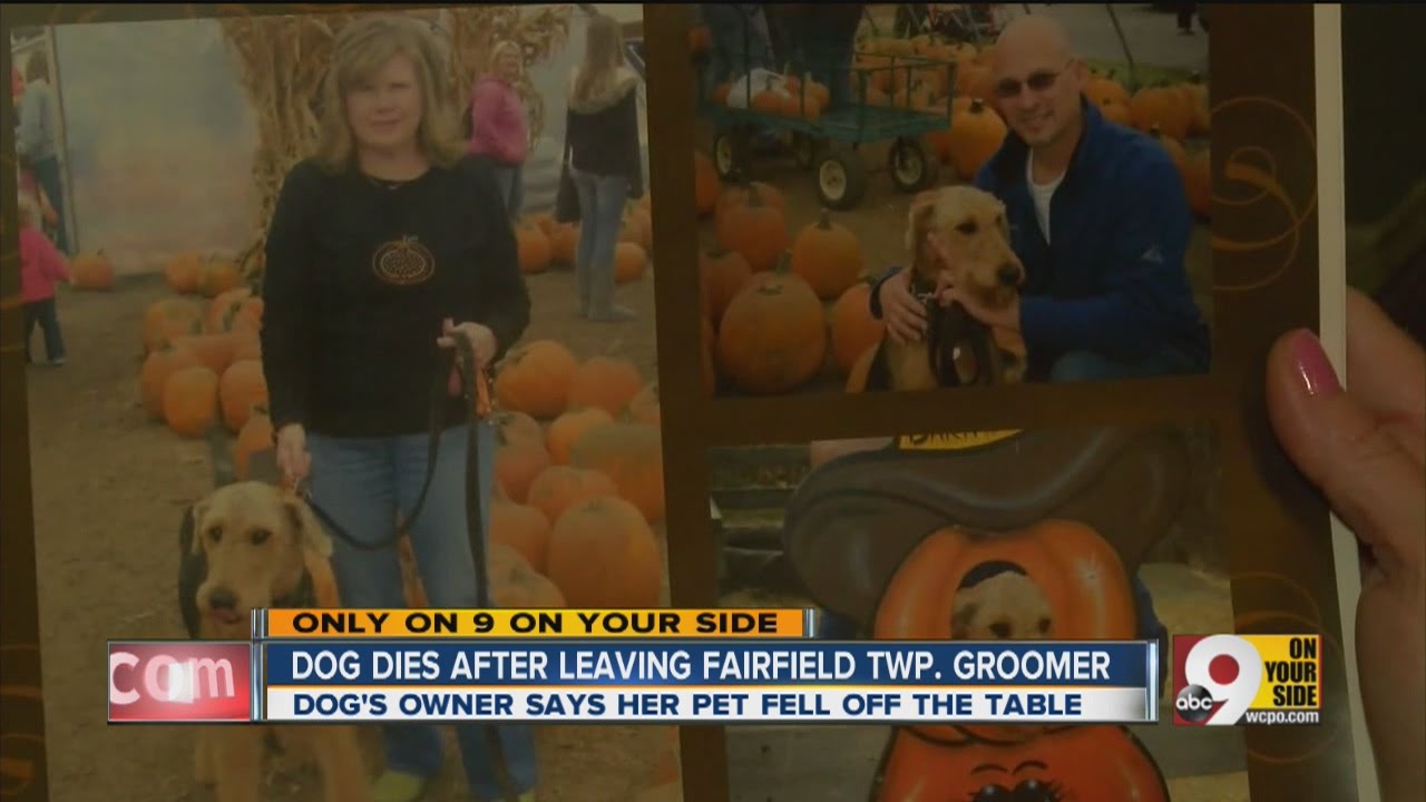 Beloved dog dies at groomer