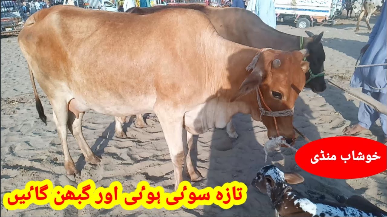 June 7, 2023,khushab cow mandi 2023,khushab cow mandi 2022,hussain bali