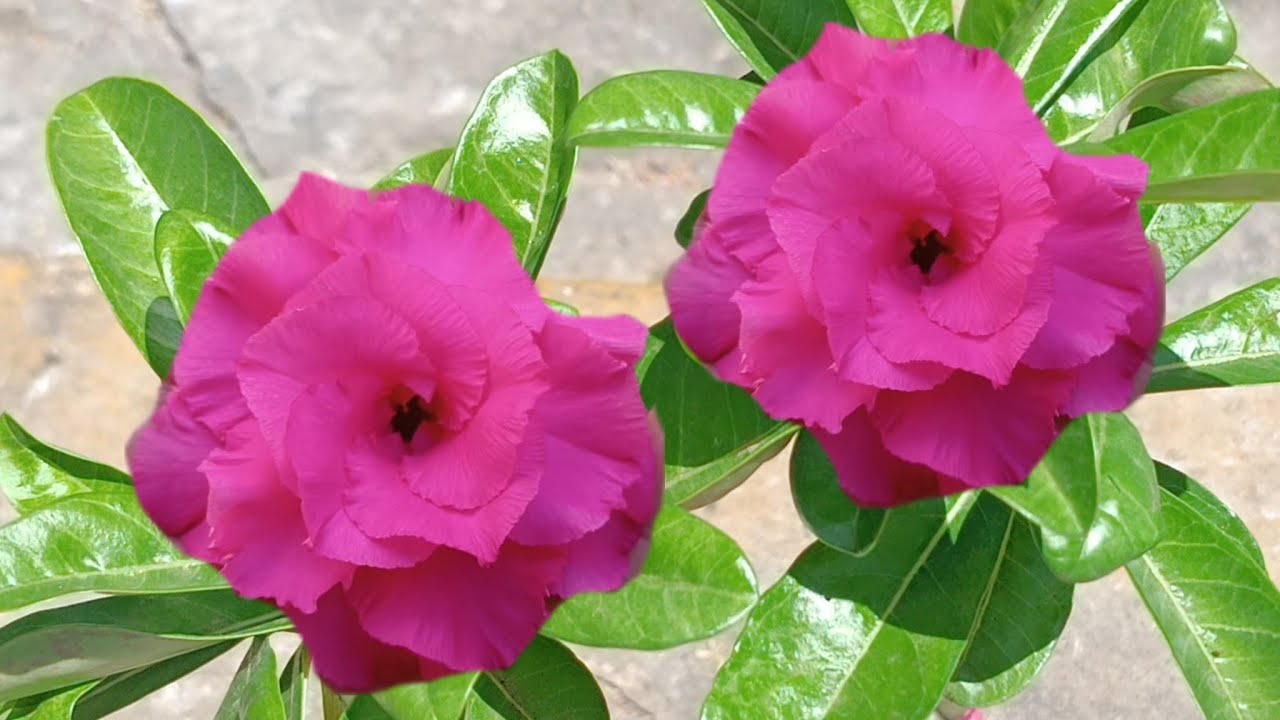 Rosa do Deserto 🌻 Tropical, Nr-12, Dafne, tw4 + replantio 🌺🥰🤗