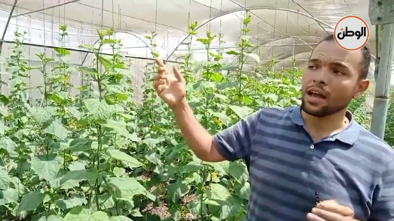 صوب الخيار والطماطم مشروع صغير يحقق 35 ألف جنيه شهريا