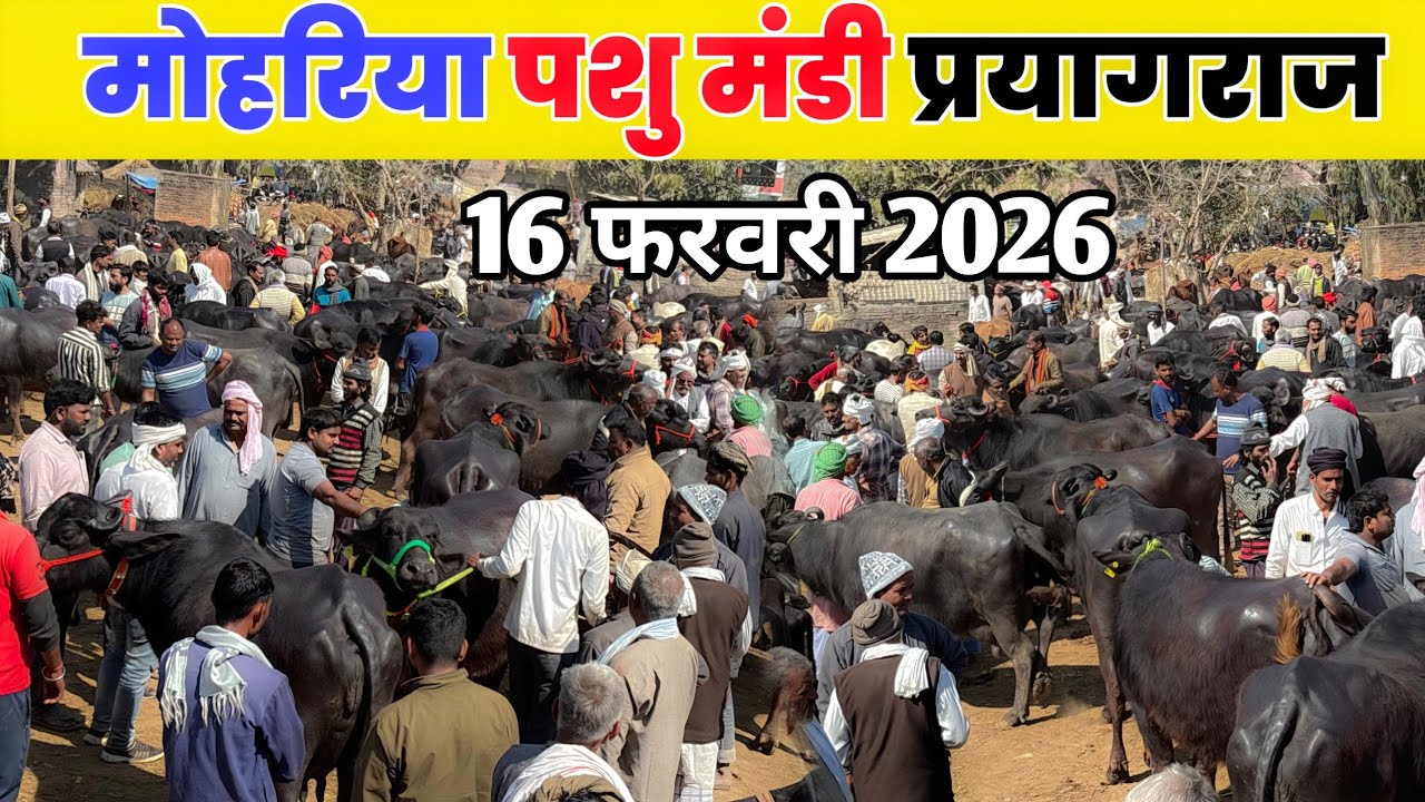 💥मोहरिया पशु मंडी प्रयागराज 16 फरवरी 2026 Bhains ki Mandi mohriya prayagraj