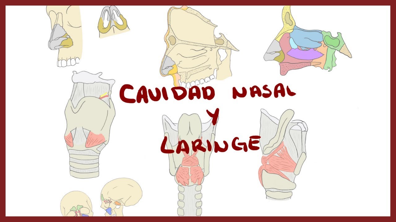ANATOMÍA | Cavidad Nasal y Laringe | BLASTO