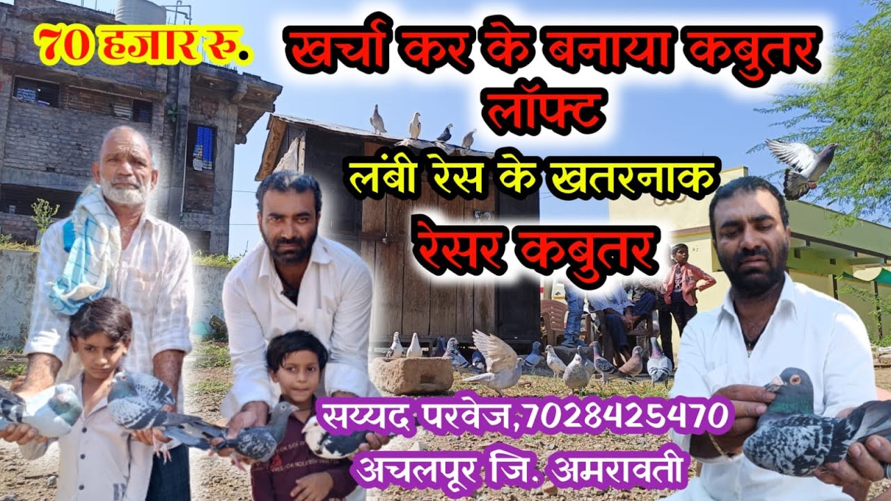 Racer Pigeon Loft | Parvez Bhai Racer Kabootar Loft In Achalpur Amravati | Racer Pigeon For Sale
