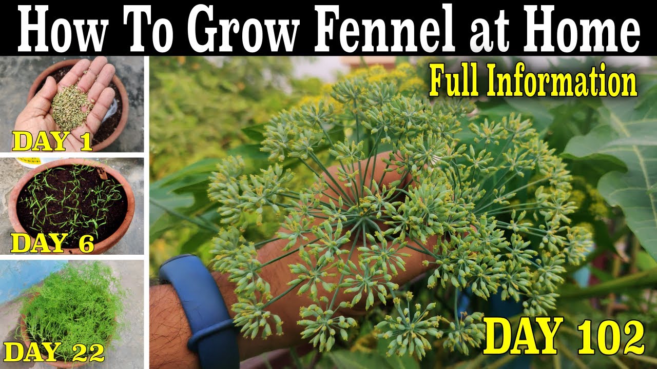 How To Grow Fennel Plants In Containers (Seeds To Harvest) || How to Grow Fennel / Saunf at home