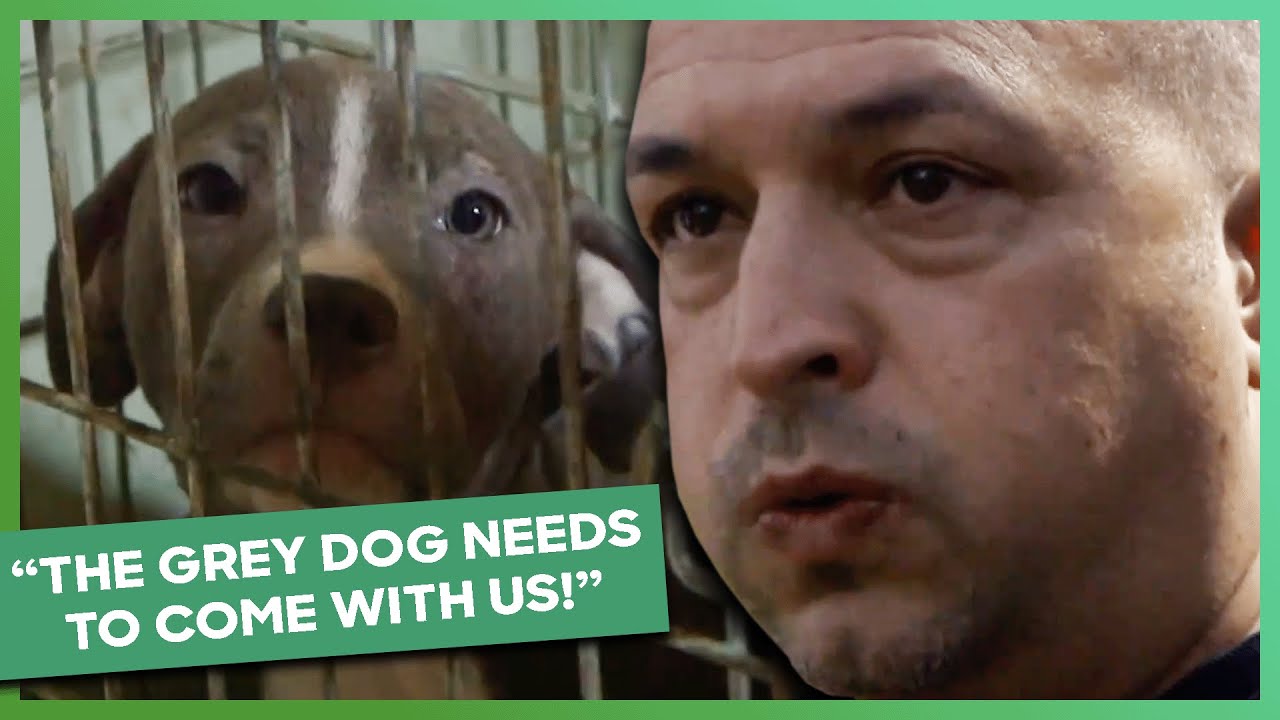INFILTRATING Potential Dog Fighting Operation | Guardians of Rescue BEST Episodes | #doglove