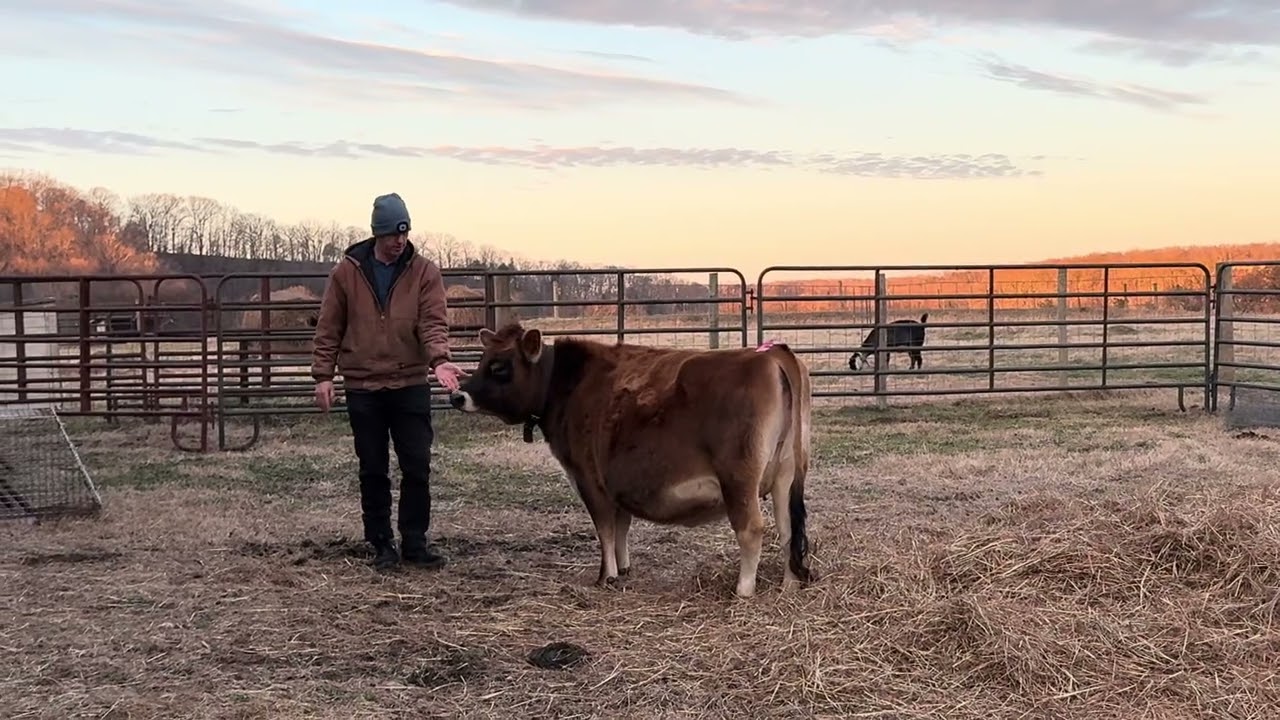 Bringing the jersey girls in from the field