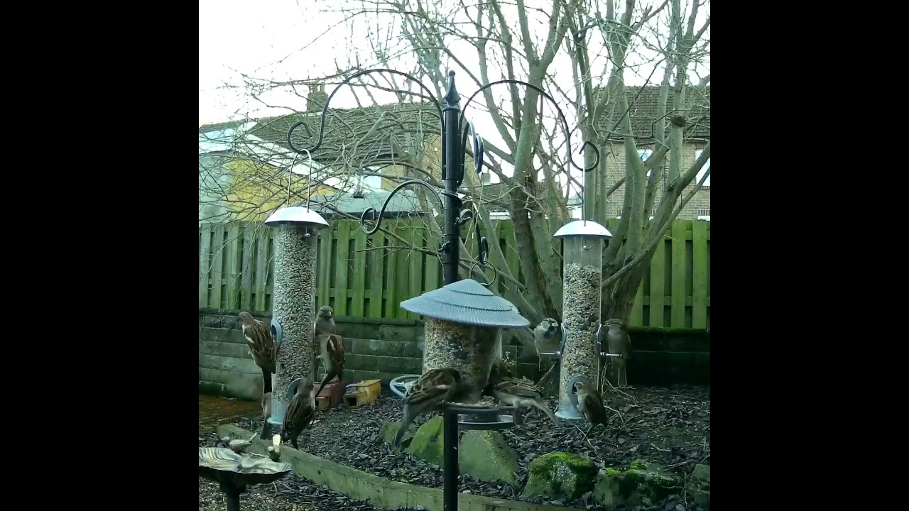 I love seeing a busy bird feeder, lots of hungry birds #birdlife #gardenbirds #birdfeeder #wildbirds