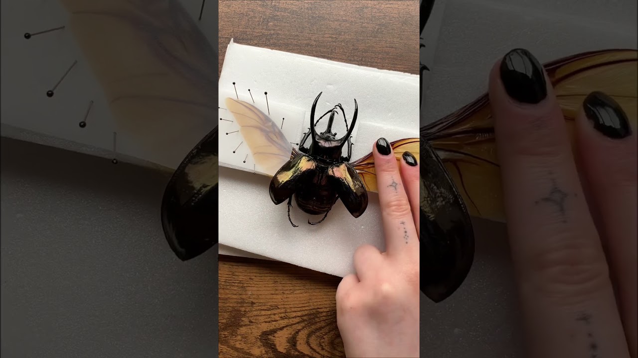 Pinning an atlas #beetle 🪲 #insects #taxidermy #pinning #entomology