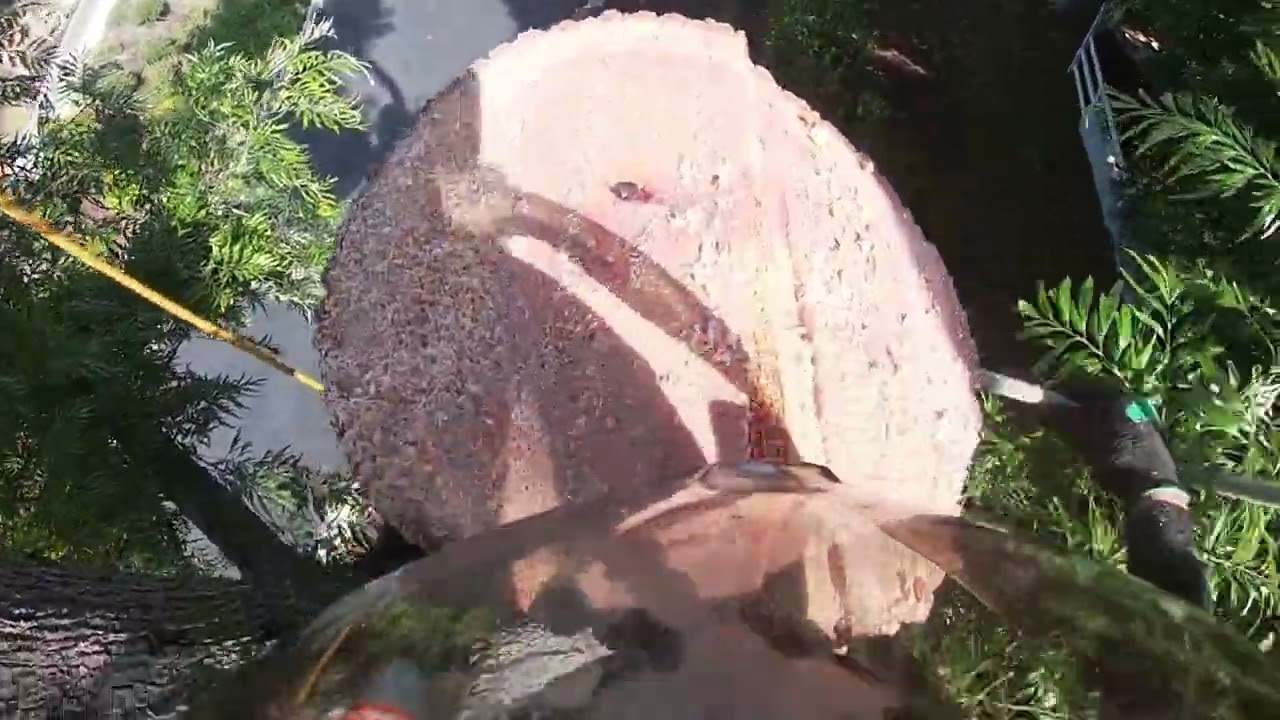 removiendo en arbol en palos verdes california