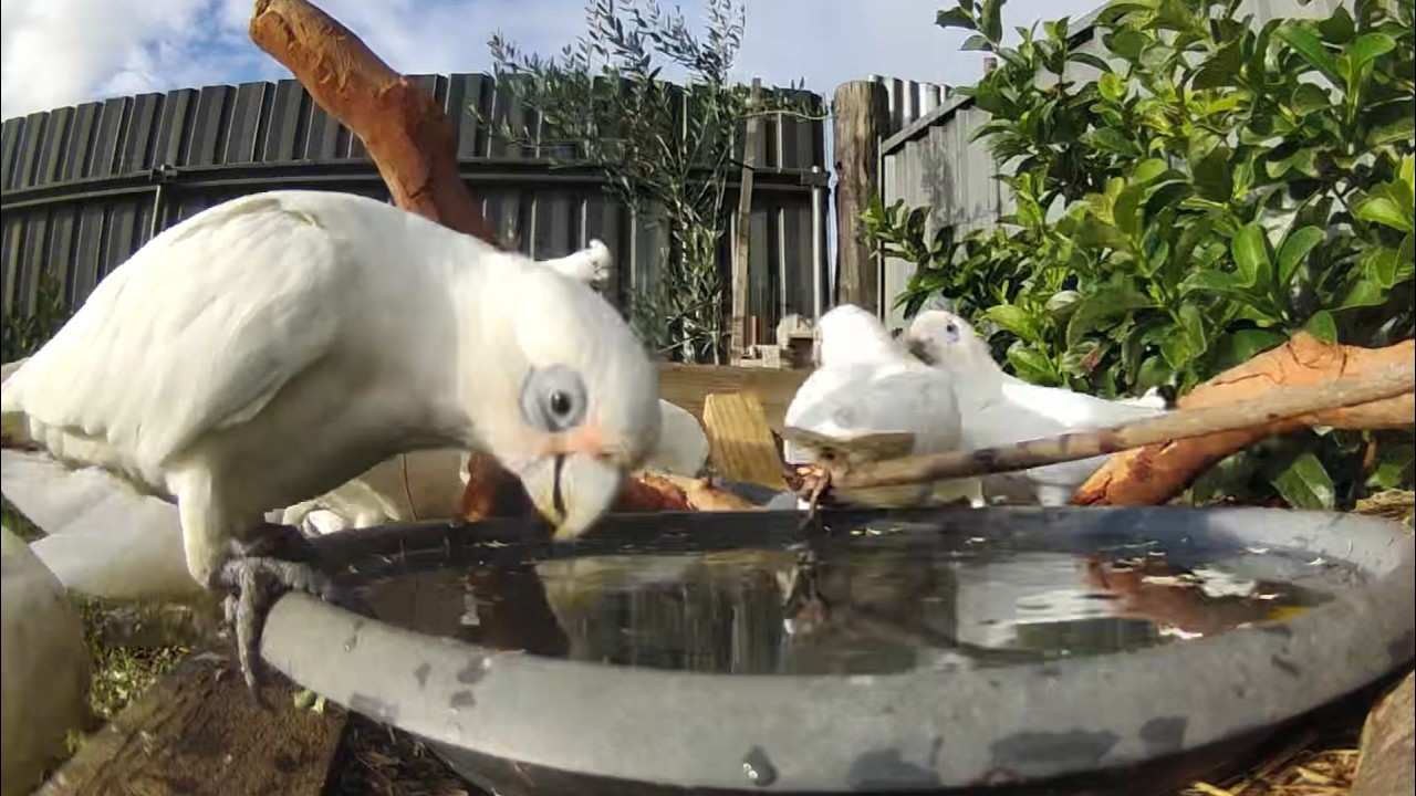 Australian Bird Bath Cam | 16/2/26 | magpie lark | galah | 1 million corellas | cat tv | lorikeets