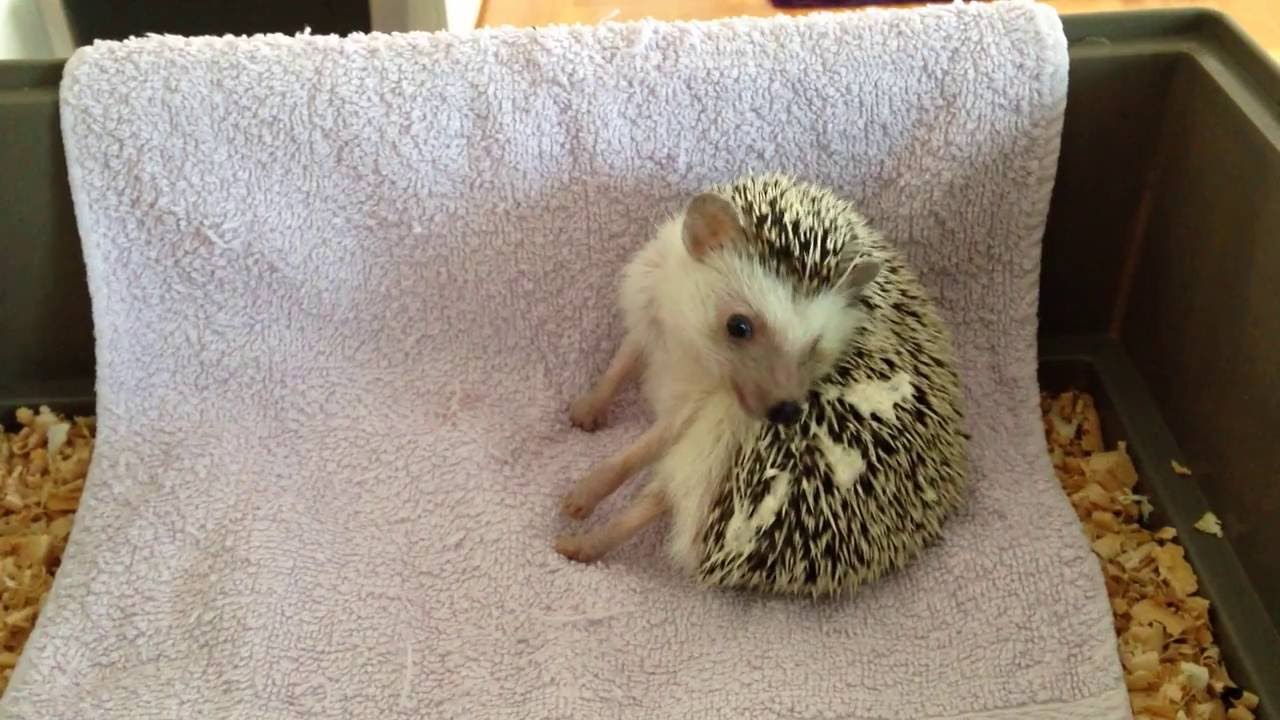 Hedgehog self-anointing