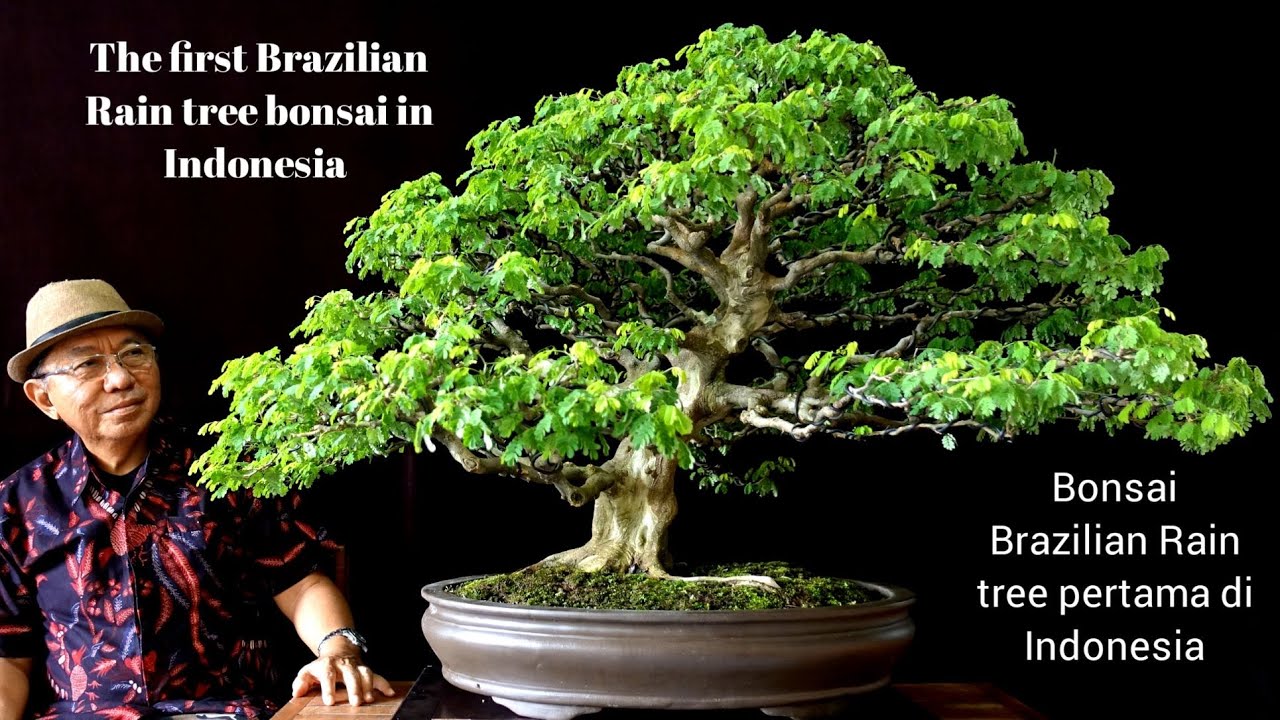 The first Brazilian rain tree bonsai in Indonesia/Bonsai Brazil pertama di Indonesia