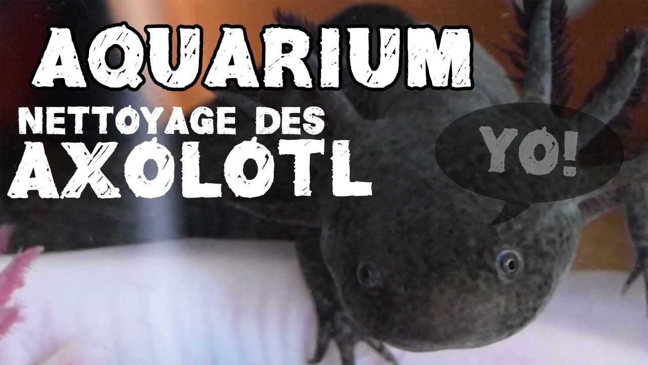AQUARIUM - Nettoyage des AXOLOTL