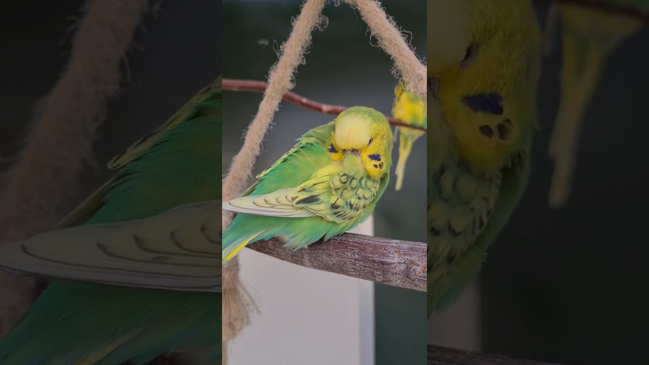 Wellensittich Kiwi singt sich in den Schlaf