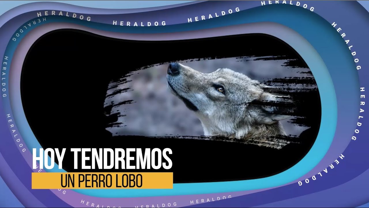 HeralDog | Perro lobo checoslovaco | David Gallego | #PerrosPremier