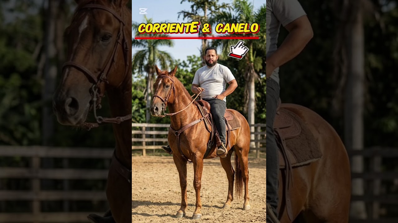 Corriente & canelo  - corrido mexicano 