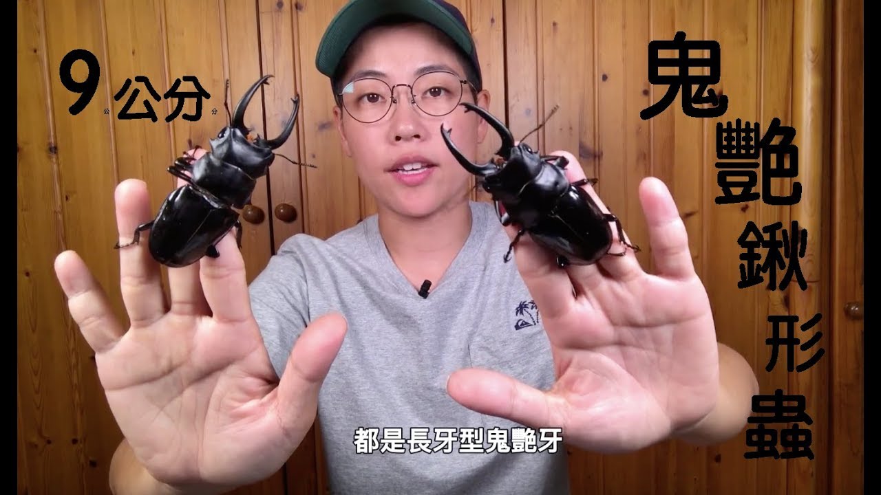 昆蟲擾西家的鬼豔鍬形蟲大爆炸了！