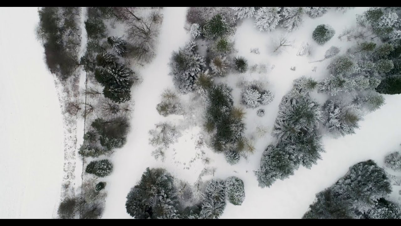 En vinterdag i Arboretet