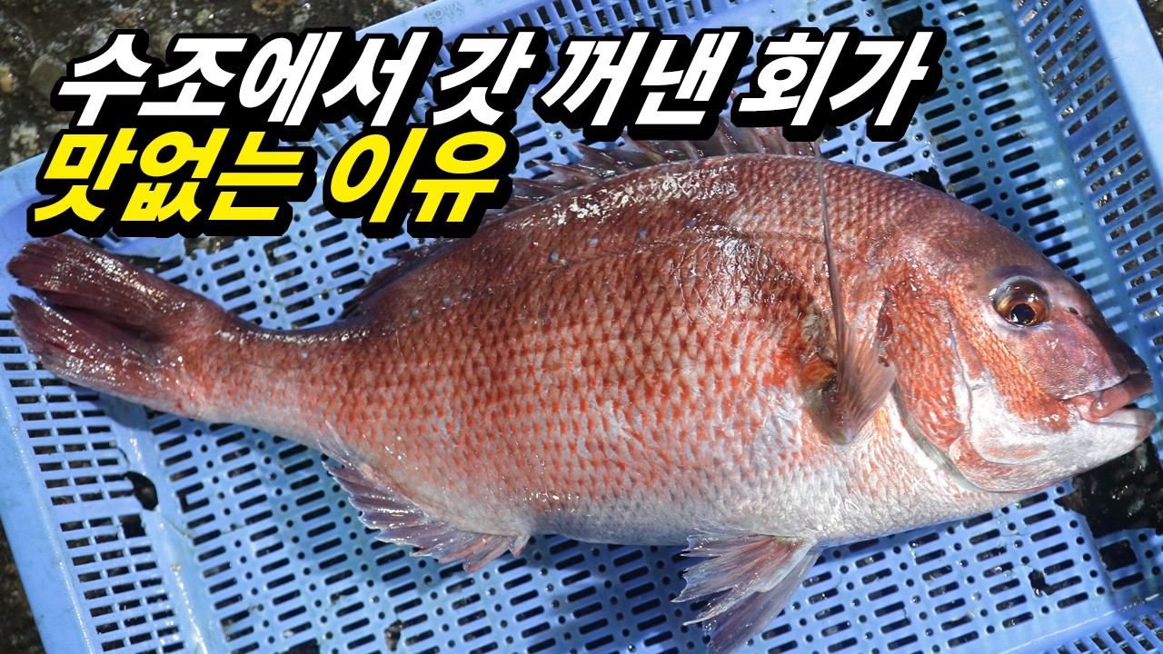 횟집 사장님들도 모를 수 있는 생선회 맛의 비밀 | 맛있는 회는 '이것'을 빼야 합니다