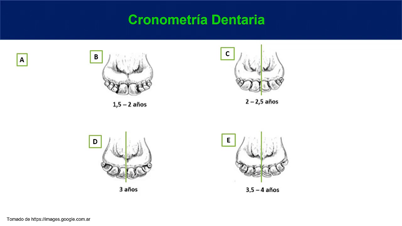 Cronometría Dentaria